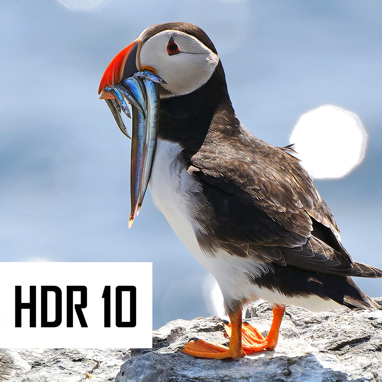 JVC 32 Zoll Fernseher Android TV (HD-Ready Smart TV, HDR, Triple-Tuner, Google Play Store) LT-32VAH3355